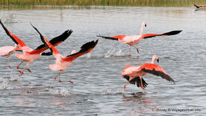 Carrera fuera caminando sobre el agua, los flamencos Chile, El Calafate Laguna Nimez - Argentina
