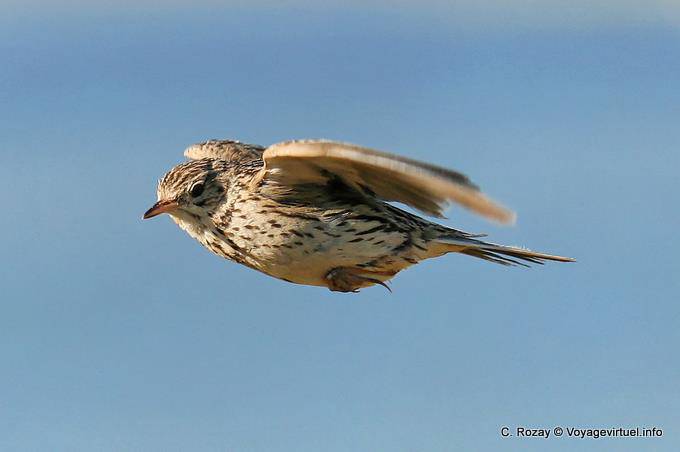 Piaf dio a la fuga, El Calafate, Laguna Nimez pájaro - Argentina