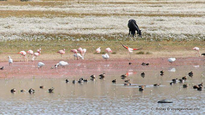 Laguna Nimez, aves patagónicas, El Calafate - Argentina