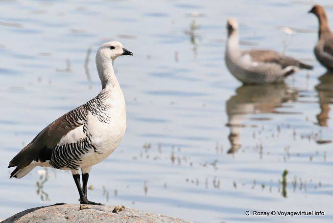 Cauquen Patagonico el borde del agua, Upland Goose, El Calafate, Laguna Nimez - Argentina