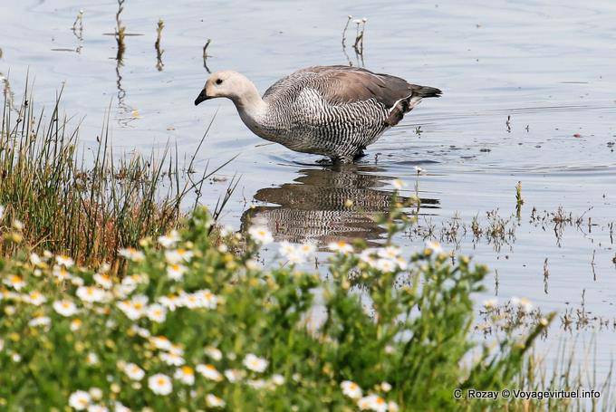 Chloephaga picta masculino, El Calafate, Laguna Nimez, Cauquén - Argentina