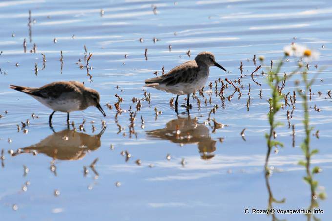 Blanco-rumped (Calidris fuscicollis) Laguna Nimez, El Calafate - Argentina
