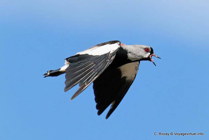 Pájaro Territorial, tero avefría, laguna Nimez, El Calafate - Argentina
