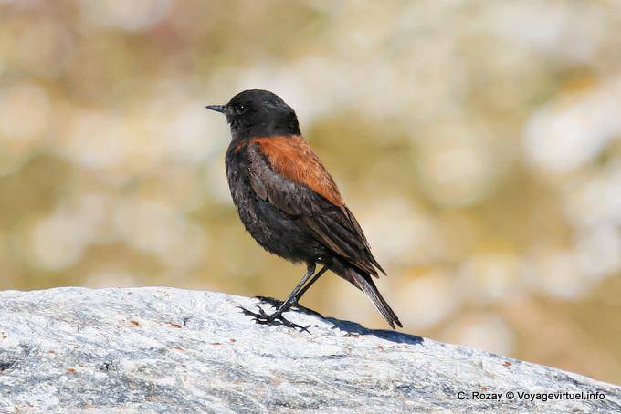 Negrito Negro, El Calafate - Argentina
