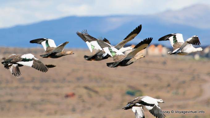 Magallanes Ganso en vuelo El Calafate - Argentina