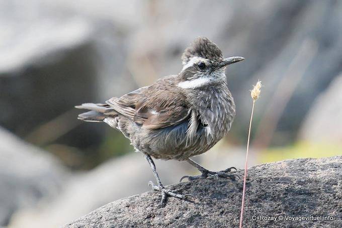 Tehuelche, Cinclodes vientre oscuro, El Calafate - Argentina
