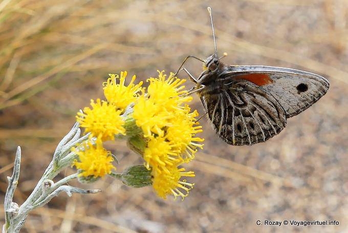 Mariposa, Walichu, El Calafate - Argentina
