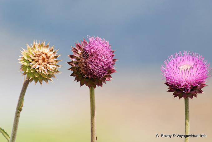 Thistle, Lago Roca - Argentina