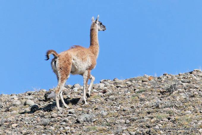Guanaco sólo, Lago Viedma - Argentina