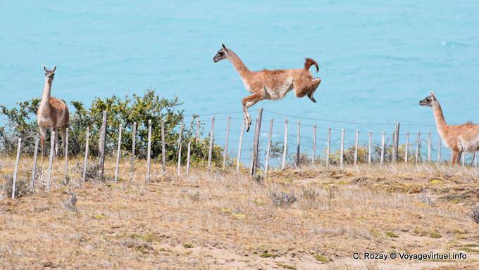 Guanacos del Lago Argentino - Argentina
