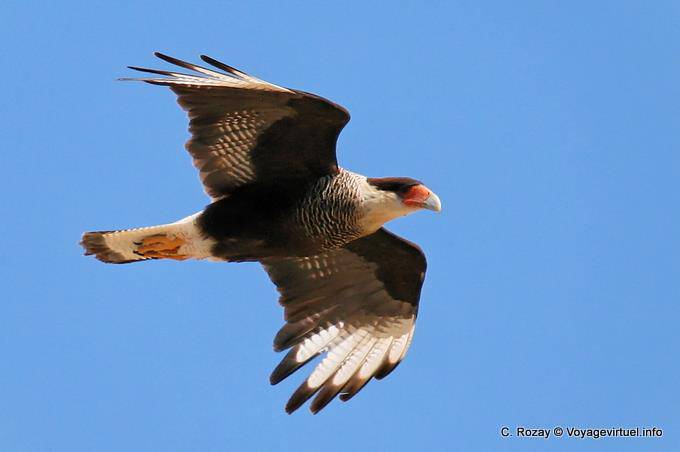 Lago Viedma, vuelo Bandurria - Argentina