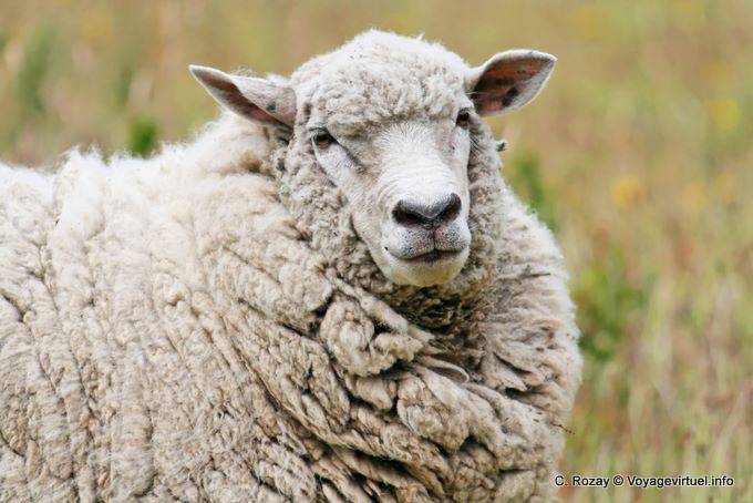 Ovejas Lago Roca - Argentina