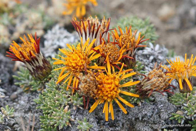 Orillas del Lago Argentino, flores amarillas - Argentina