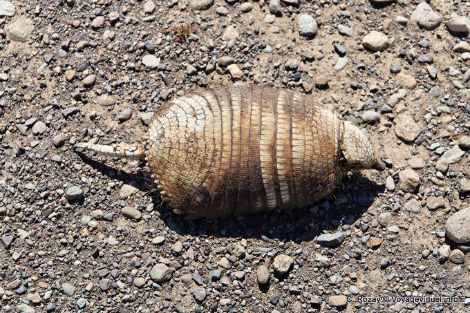 Armadillo Muerte (Pichi), Lago Viedma - Argentina