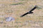 Cóndor andino (Vultur gryphus) en la caza, El Condor Pasa, El Calafate, Argentina.