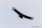 Cóndor volando sobre las colinas del lago Roca, El Condor Pasa, El Calafate, Argentina.