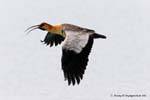 Theristicus melanopis en vuelo Negro-hecho frente Ibis, Bandurria, El Calafate, Argentina.