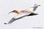 Cepillado View, Ibis Black-faced, Bandurria, El Calafate, Argentina.