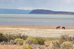 Laguna Nimez, caballos y aves, El Calafate, Argentina.