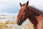 Un caballo, Laguna Nimez, El Calafate, Argentina.