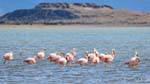 Flamingos acuden a descansar en Laguna Nimez, El Calafate, Argentina.