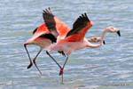 La pareja caminando sobre el agua, flamencos chilenos, El Calafate Laguna Nimez, Argentina.
