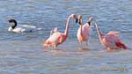 Trío de flamencos hablar y el cisne de cuello negro, El Calafate Laguna Nimez, Argentina.