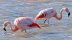 Pesca Phoenicopterus chilensis, El Calafate Laguna Nimez, Argentina.