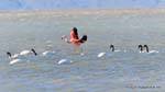En medio de una tropa de melancoryphus Cygnus, flamencos, El Calafate Laguna Nimez, Argentina.