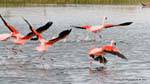 Carrera fuera caminando sobre el agua, los flamencos Chile, El Calafate Laguna Nimez, Argentina.