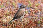 Género Sparrow, El Calafate, Patagonia Laguna Nimez pájaro, Argentina.