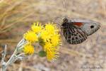 Mariposa, Walichu, El Calafate, Argentina.