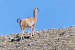 Guanaco sólo, Lago Viedma, Argentina.