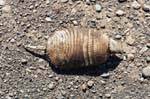 Armadillo Muerte (Pichi), Lago Viedma, Argentina.