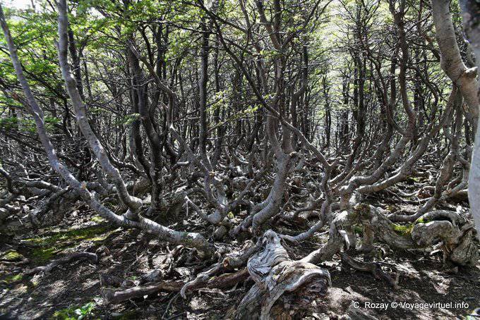 Strange vegetación, El Bosque, Glaciar Martial, Ushuaia - Argentina