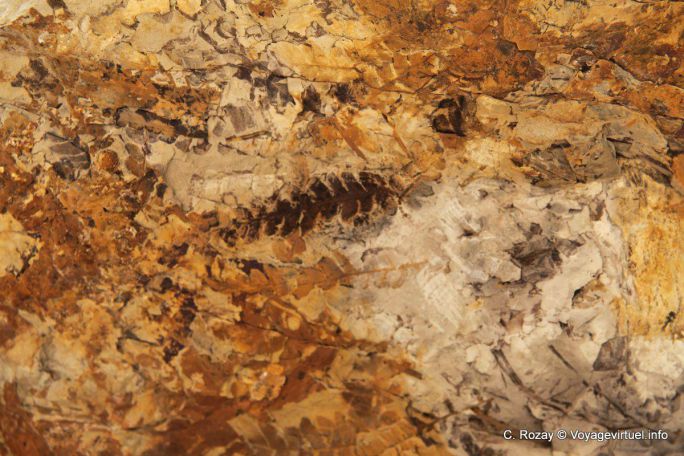 Hoja fósil, Ischigualasto, Valle de la Luna - Argentina