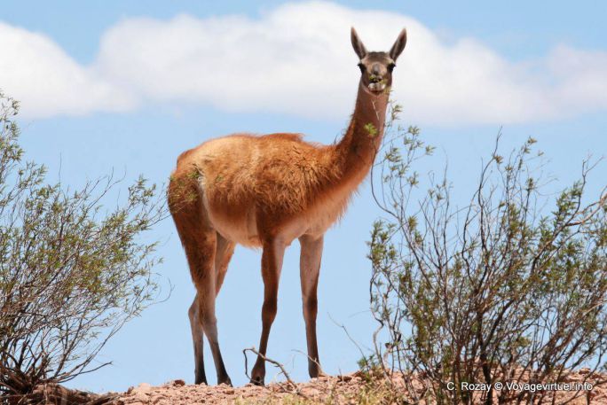 Un guanaco, Ischigualasto, Valle de la Luna - Argentina