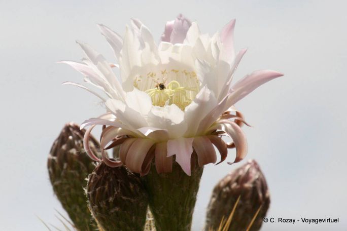 Flor de cactus, Ischigualasto, Valle de la Luna - Argentina