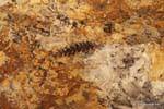 Hoja fósil, Ischigualasto, Valle de la Luna, Argentina.