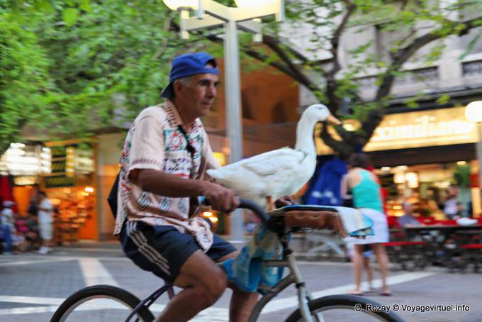 Cycliste au canard, Mendoza Peatonal Sarmiento - Argentina