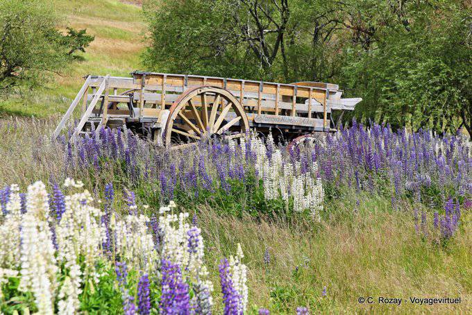 Vieille charette et lupins, Estancia Nibepo Aike - El  Calafate - Argentina