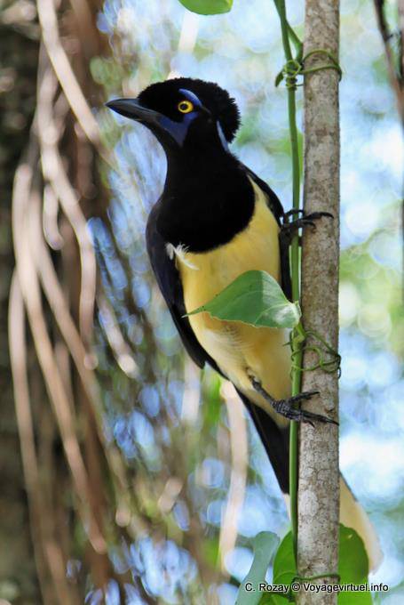 Cyanocorax chrysops o Urraca comun, Puerto Iguazu Cataratas - Argentina