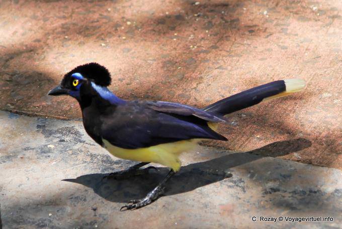 De la familia de los córvidos, los (chrysops Cyanocorax) jay cresta-felpa 30 cm, Puerto Iguazú - Argentina
