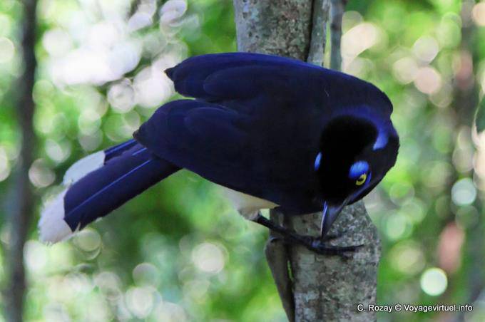 Imitador omnívoro y formidable, un acahé jay, Puerto Iguazú - Argentina