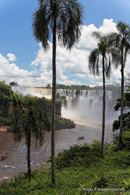 Palmeras en el circuito inferior, Puerto Iguazu Cataratas - Argentina