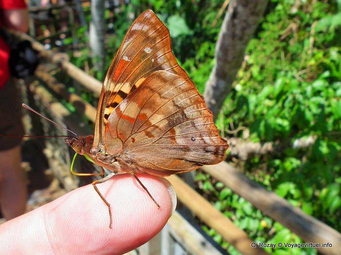 Mariposa Otoño aterrizó en un dedo, Puerto Iguazu Cataratas - Argentina
