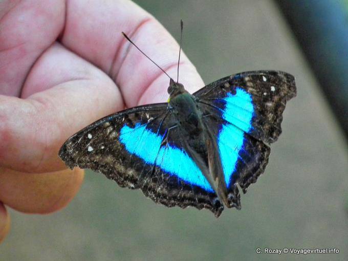 Otra mariposa azul y negro atraído por la mano, Puerto Iguazú - Argentina