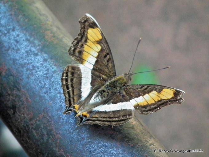 Una de las muchas mariposas que habitan en el lugar, Cataratas Puerto Iguazú - Argentina