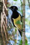 Cyanocorax chrysops o Urraca comun, Puerto Iguazu Cataratas, Argentina.