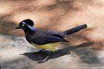 De la familia de los córvidos, los (chrysops Cyanocorax) jay cresta-felpa 30 cm, Puerto Iguazú, Argentina.